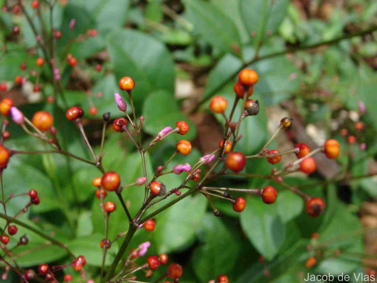 Talinum paniculatum (Jacq.) Gaertn.